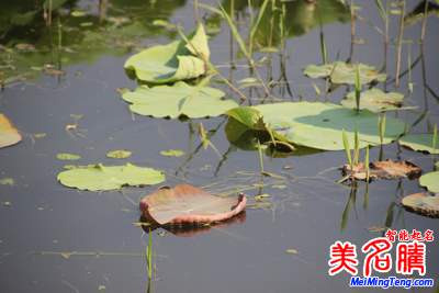 展現(xiàn)四季風(fēng)情的日本女孩名字:夏季篇